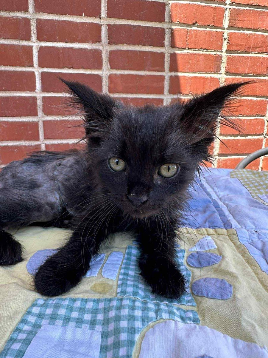 Cat's Pride tweet media
