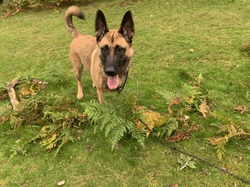 gsrescueelite's tweet image. Vina is 3yrs old and she has flourished in her #foster home. Vina is a well behaved girl in the home, she can live with older kids and is ok with most #dogs with careful intros 
#germanshepherd #Kent 
gsrelite.co.uk/vina/