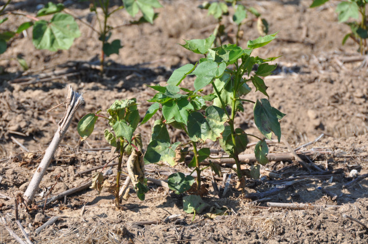 CropNetwork's tweet photo. Disease reduced cotton yield by nearly 5% in 2025. Root-knot nematode, reniform nematode, and seedling diseases caused the greatest losses.

Find out more in the new article "Cotton Disease Loss Estimates from the United States — 2025" at https://t.co/FqBQs9kx9n.

From @travisfaske @StrayerScherer @IGrett @zgrabRuns @bobkemerait @OnofreLab @ppp_trey @LSUNematology @baldpathologist @DaisyHAhumada @MahDuffeck @OSU_CottonIPM +others.

@kmbiss @CottonInc @TheCottonBoard @MizzouIPM #cotton #disease #farming #Agx