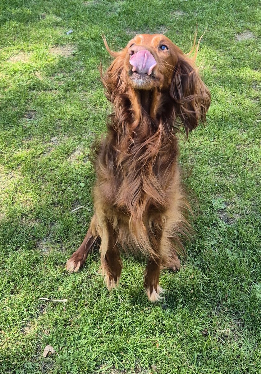 Frechdachs Casey 🐶😏 und 🐕 im ❤ tweet media