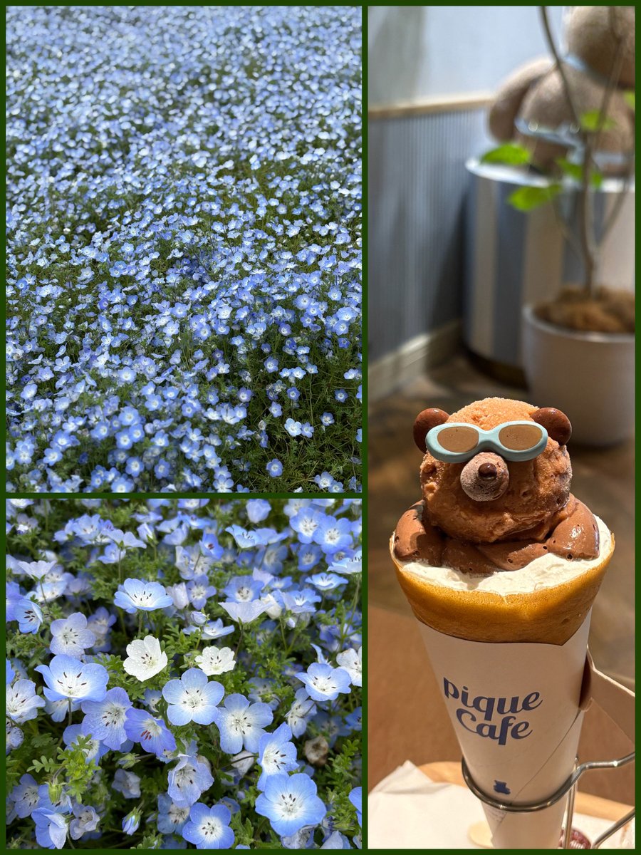 娘とネモフィラ見に行った帰りに思わず頼んでしまった🐻