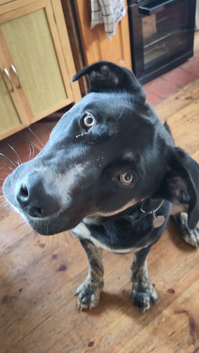 Buster is hoping the right person might just be reading this
At just 10.5 months old, Buster has already found the world a little too big, a little too loud, and a little too overwhelming.
amiciidogrescue.org.uk/adopt-a-dog
ADOPT FEE: £250
#Worcestershire #Staffordshire #Hertfordshire