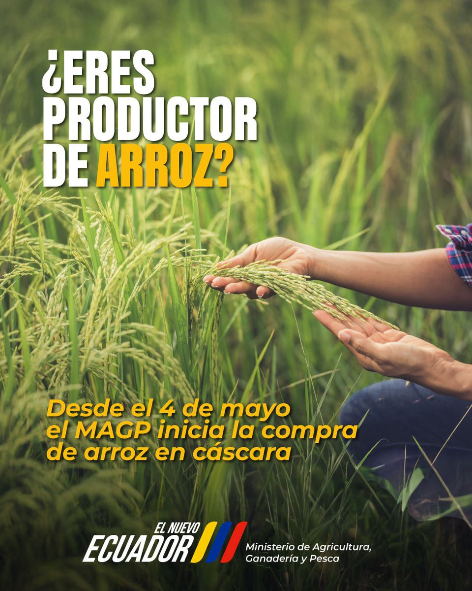 AgriculturaEc's tweet photo. El Gobierno de #ElNuevoEcuador actúa con determinación y transparencia. 

No lo olvides, este 4 de mayo inicia el proceso de adquisición de arroz en cáscara para todos los productores del país.

Más detalles aquí 👉 https://t.co/sEHIwClMGD

#ElNuevoEcuador #AgriculturaCumple https://t.co/2lIuUDEIR0