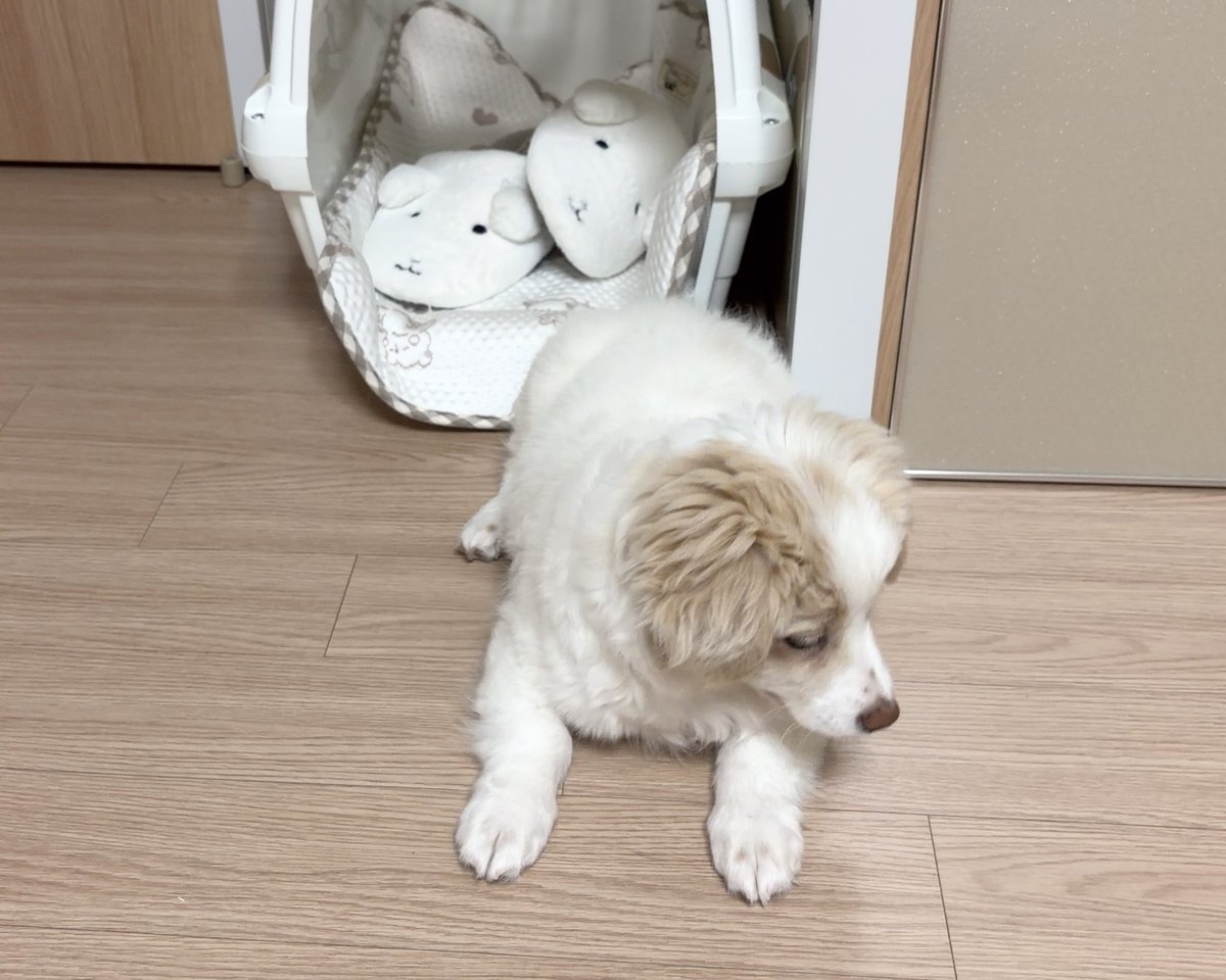 휘핑이 tweet media