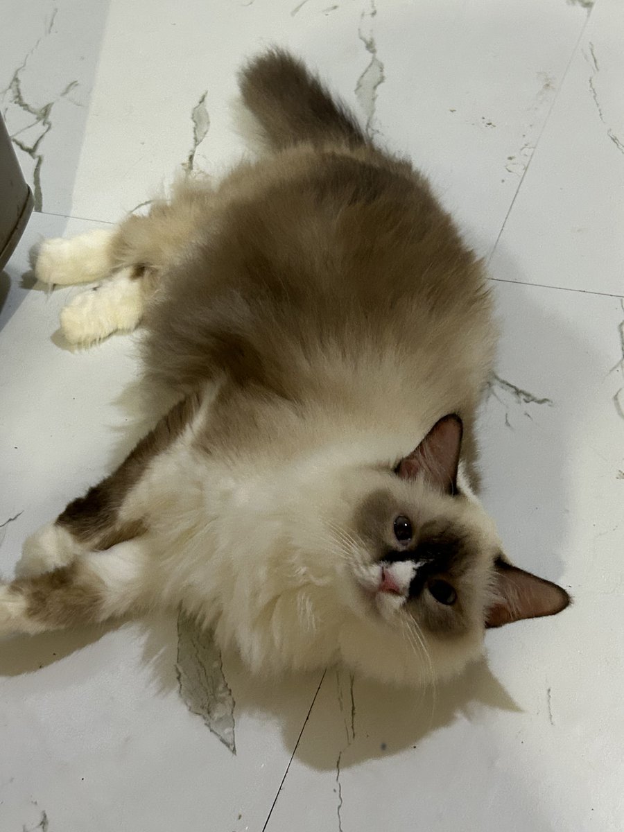 yemmeow's tweet photo. Puteri hang lipo https://t.co/cjdbf3YY1B