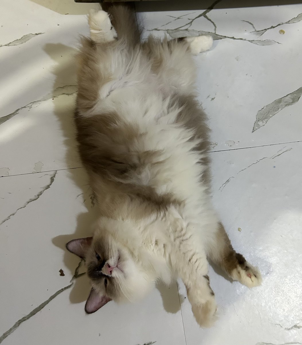 yemmeow's tweet photo. Puteri hang lipo https://t.co/cjdbf3YY1B