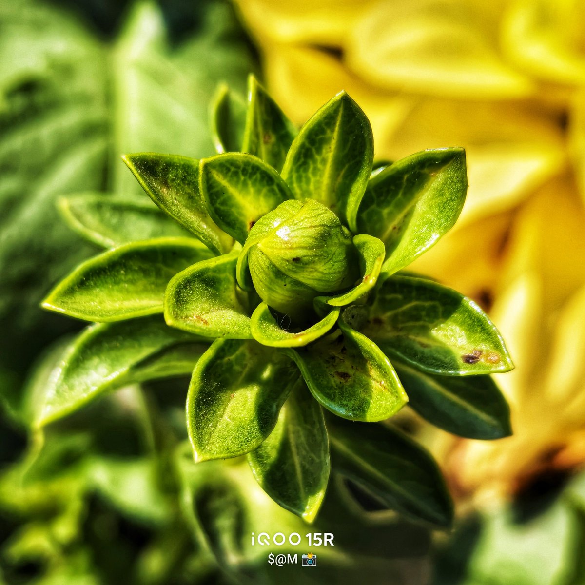 TechSAM009's tweet photo. MacroMagic📸 
#ClickedOniQOO
@IqooInd 
@nipunmarya 
@parakram_h https://t.co/qx4KtsYgUi