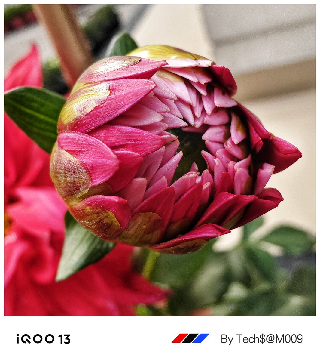 TechSAM009's tweet photo. MacroMagic📸 
#ClickedOniQOO
@IqooInd 
@nipunmarya 
@parakram_h https://t.co/qx4KtsYgUi
