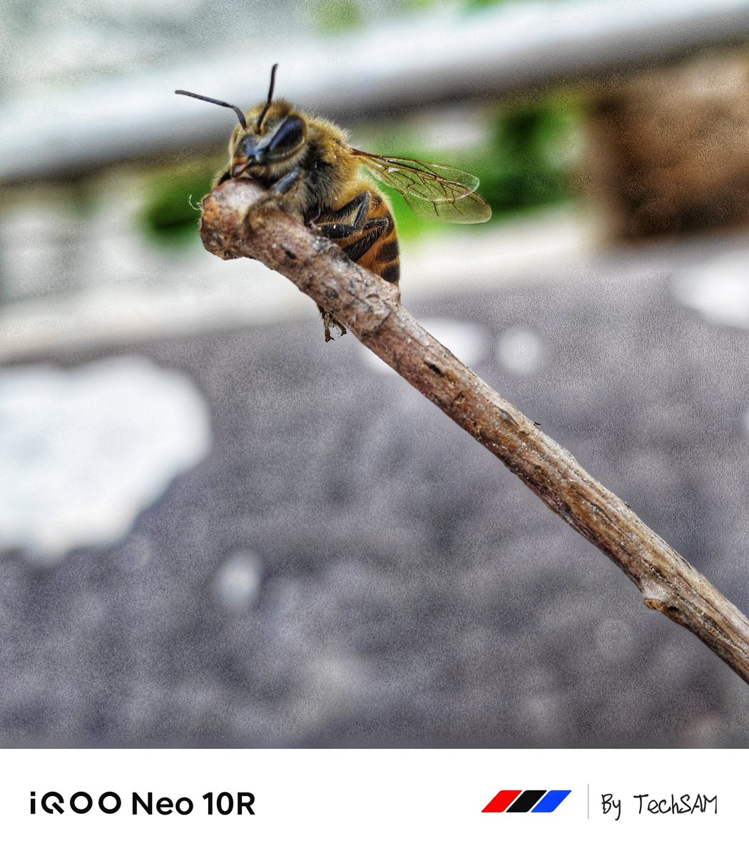 TechSAM009's tweet photo. MacroMagic📸 
#ClickedOniQOO
@IqooInd 
@nipunmarya 
@parakram_h https://t.co/qx4KtsYgUi