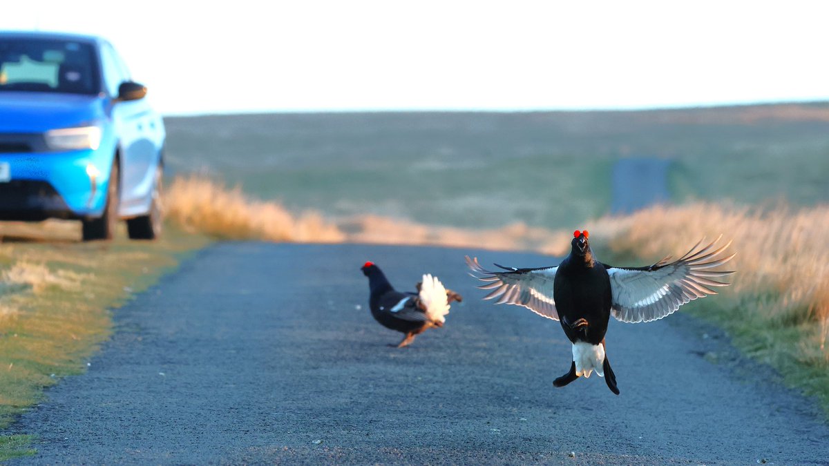 paulcoombes844's tweet image. Stop!!
No traffic past this point!! 😮
Black Grouse blocking a moorland road 
#CountyDurham @DurhamBirdClub 
#BirdPhotography #WildlifePhotography
27 Apr 2026