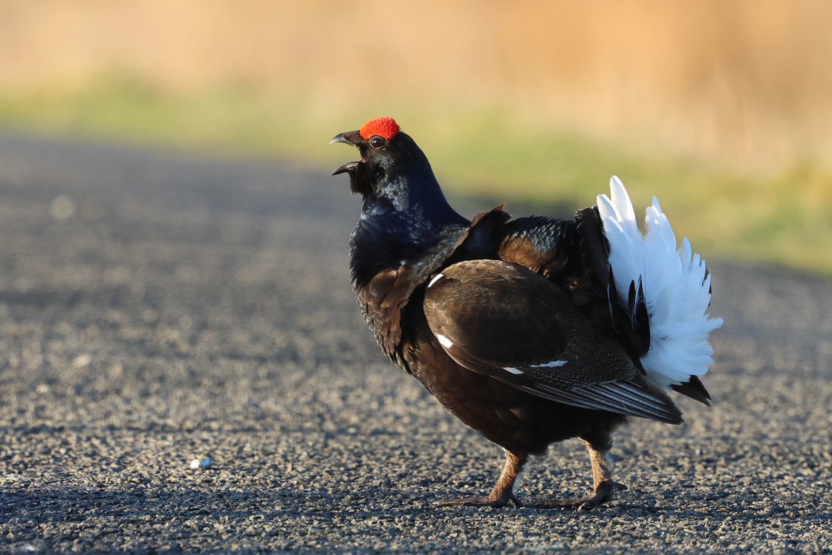 paulcoombes844's tweet image. Stop!!
No traffic past this point!! 😮
Black Grouse blocking a moorland road 
#CountyDurham @DurhamBirdClub 
#BirdPhotography #WildlifePhotography
27 Apr 2026