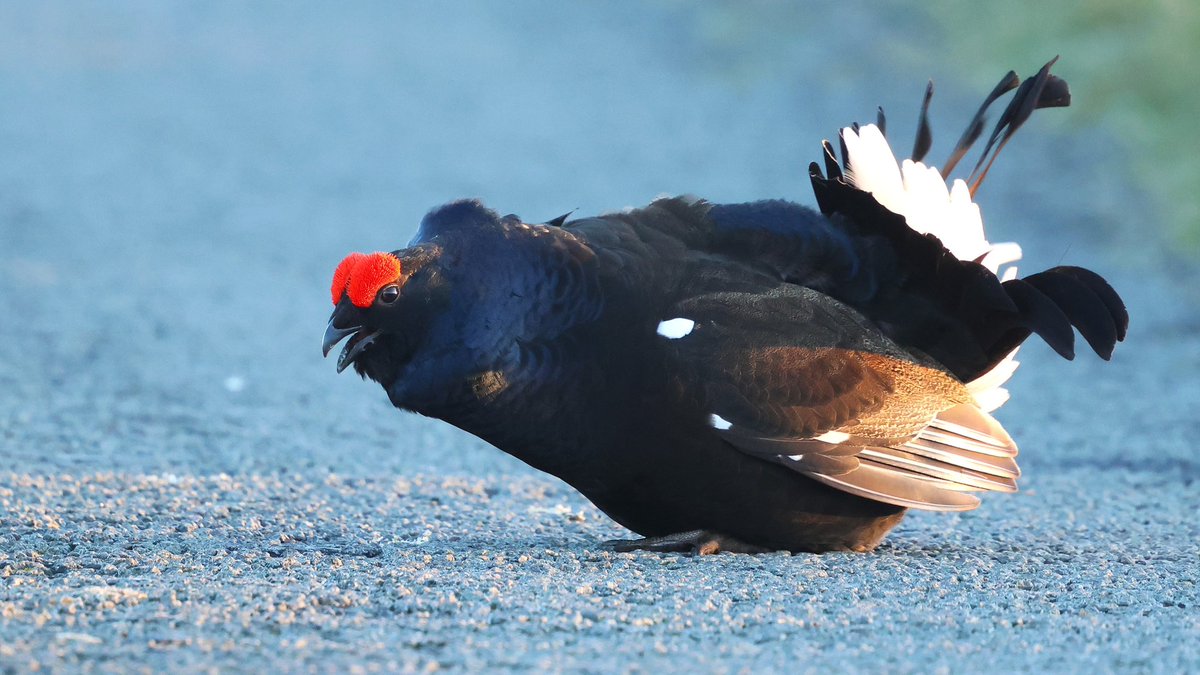 paulcoombes844's tweet image. Stop!!
No traffic past this point!! 😮
Black Grouse blocking a moorland road 
#CountyDurham @DurhamBirdClub 
#BirdPhotography #WildlifePhotography
27 Apr 2026