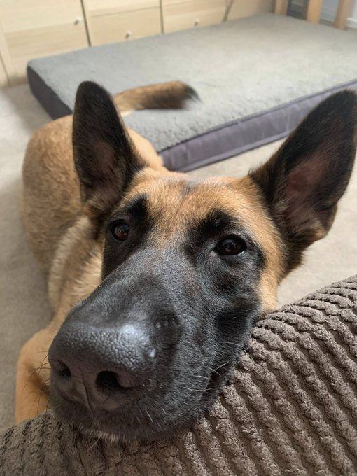 gsrescueelite's tweet image. Vina is 3yrs old and she has flourished in her #foster home. Vina is a well behaved girl in the home, she can live with older kids and is ok with most #dogs with careful intros 
#germanshepherd #Kent 
gsrelite.co.uk/vina/