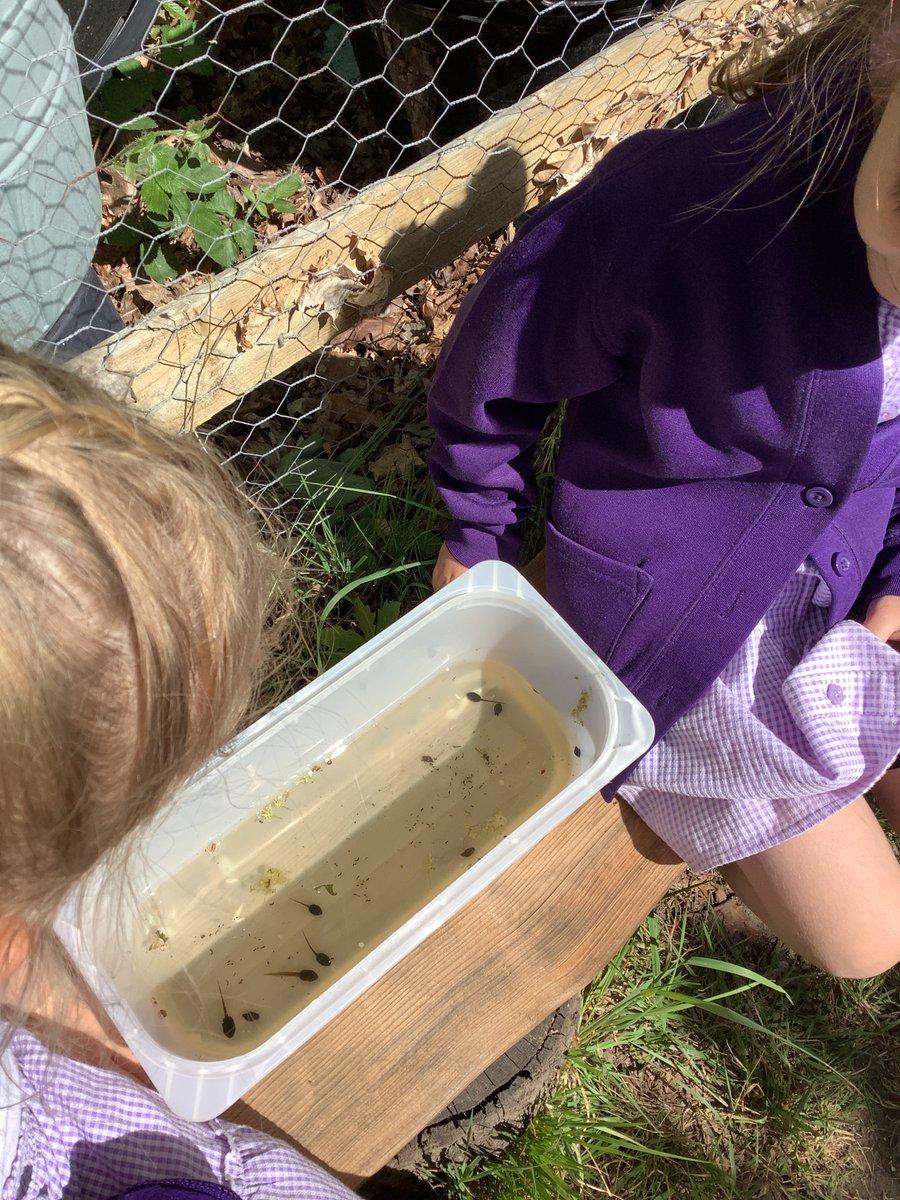 CranfordParkCE's tweet image. In #Forestschool, #YearR thought about prayer and then created our own prayer ribbons. The children also checked on the progress of our growing tadpoles in the school pond!

#outdoorlearning #pauseforreflection #pauseday2026