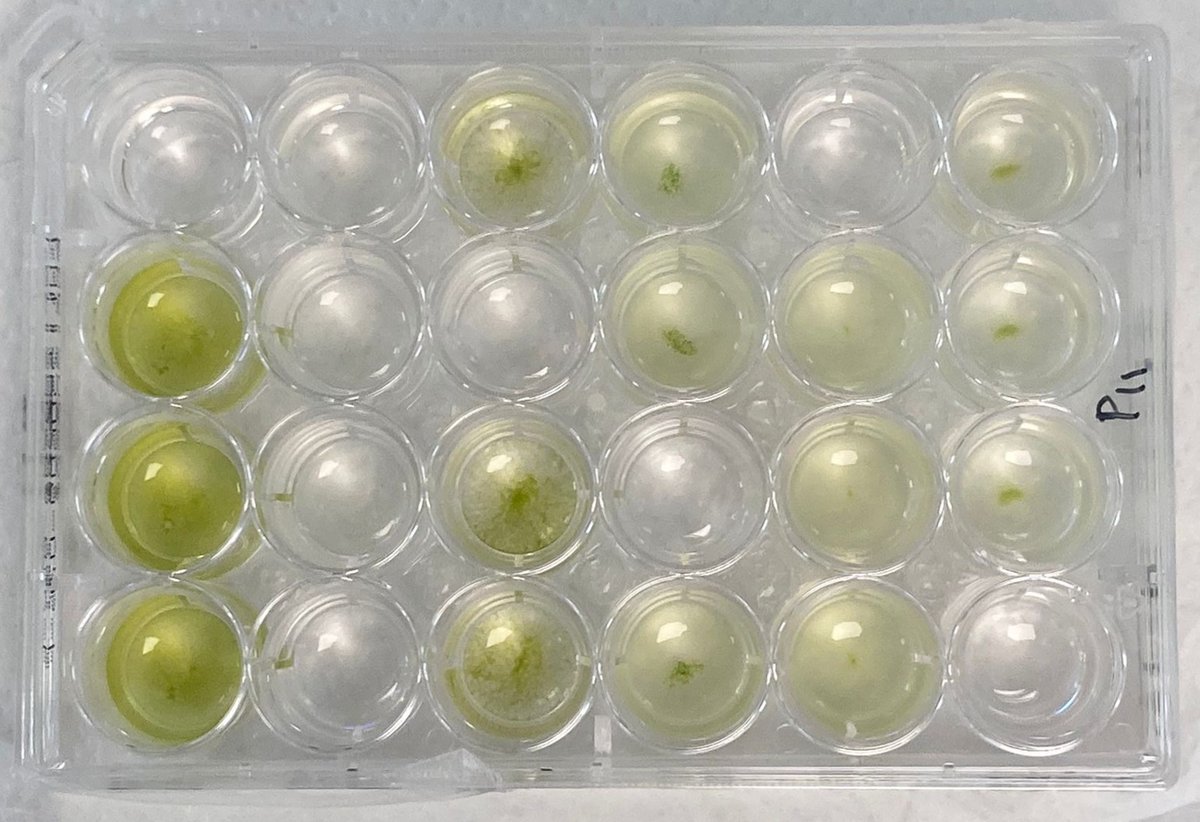 ISPUva's tweet photo. 🌱 Can food-industry wastewater become biostimulants and reclaimed water with microalgae?

At ISP-UVa, we’re exploring this via #Waste2Green (@EITFood).

Promising strains show strong growth → real potential for resource recovery and reuse.

🔗 More info in bio https://t.co/ZDoN8a6bzT
