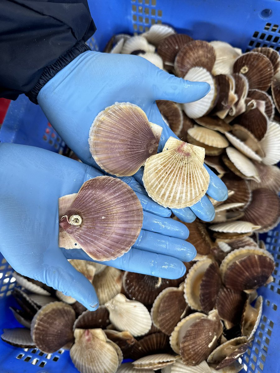 anne🪭 tweet media