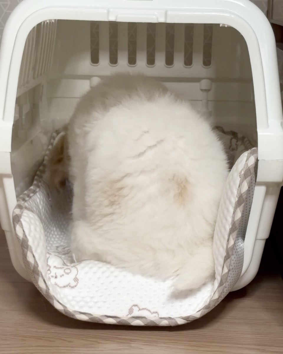 휘핑이 tweet media