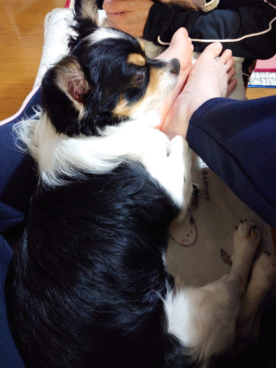 thi_tasu's tweet image. 眠そう　

#チワワ
#チワワと暮らす
#犬のいる暮らし