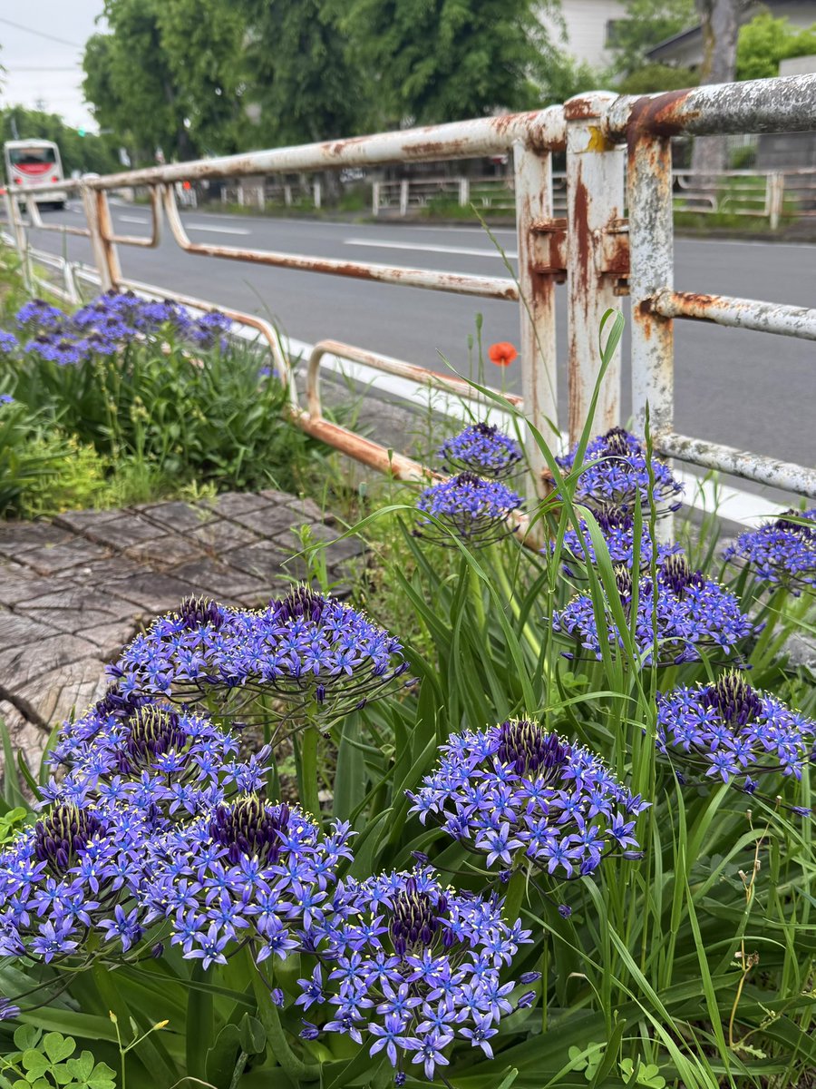 fuy199's tweet photo. オオツルボ〜大蔓穂〜

いつもの通り道で満開でした💜

小さな星形の小花が山のよう…
花言葉は、「変わらない愛」「辛抱強さ」

#季節の花
#オオツルボ
#シラーペルビアナ 
#5月の花💜 https://t.co/jZk4kwH2W5
