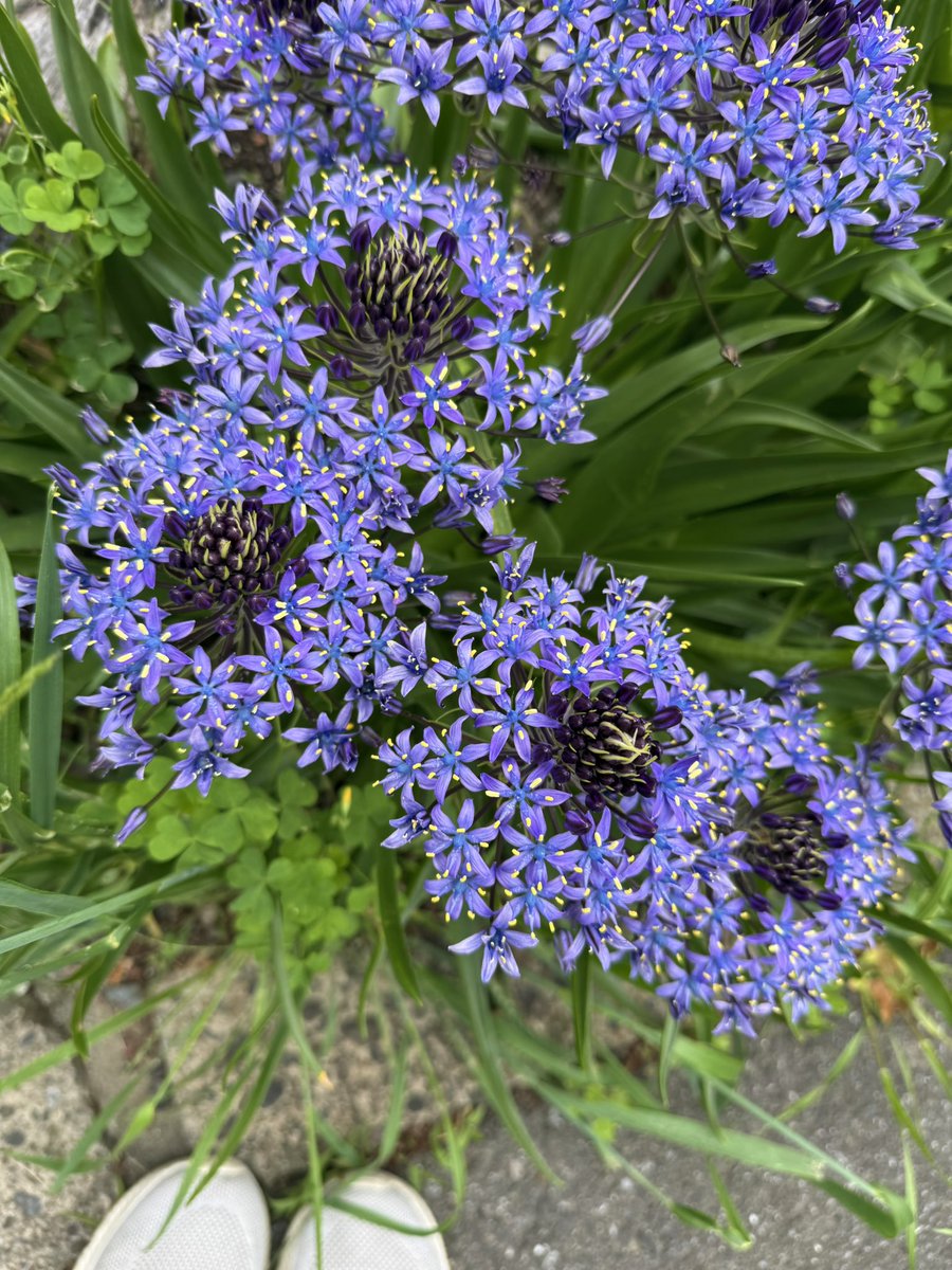 fuy199's tweet photo. オオツルボ〜大蔓穂〜

いつもの通り道で満開でした💜

小さな星形の小花が山のよう…
花言葉は、「変わらない愛」「辛抱強さ」

#季節の花
#オオツルボ
#シラーペルビアナ 
#5月の花💜 https://t.co/jZk4kwH2W5