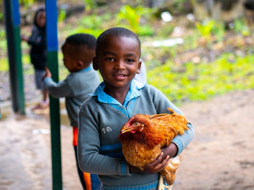 adepe_rwanda's tweet photo. #UPDATES!

Earlier this week, with support from @unicefrw through Chinese cooperation, marked the launch of the distribution of 560 chickens across 7 targeted #ECD centers, advancing child nutrition and strengthening household resilience.

#EggAndChicken for every child. https://t.co/AahnToXgZj