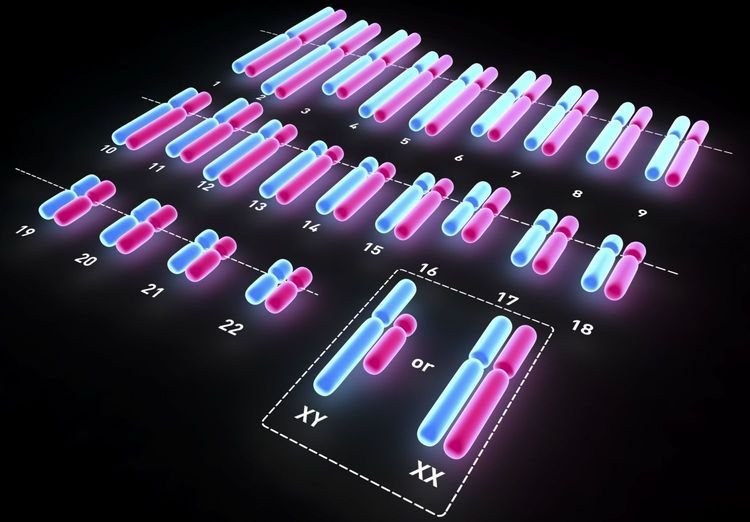 Gerald Crabtree at Stanford just published findings that should terrify every parent on the planet.

Human intelligence peaked between 2,000 and 6,000 years ago. Since then, we've been accumulating deleterious mutations in our neural development genes at a rate that makes each