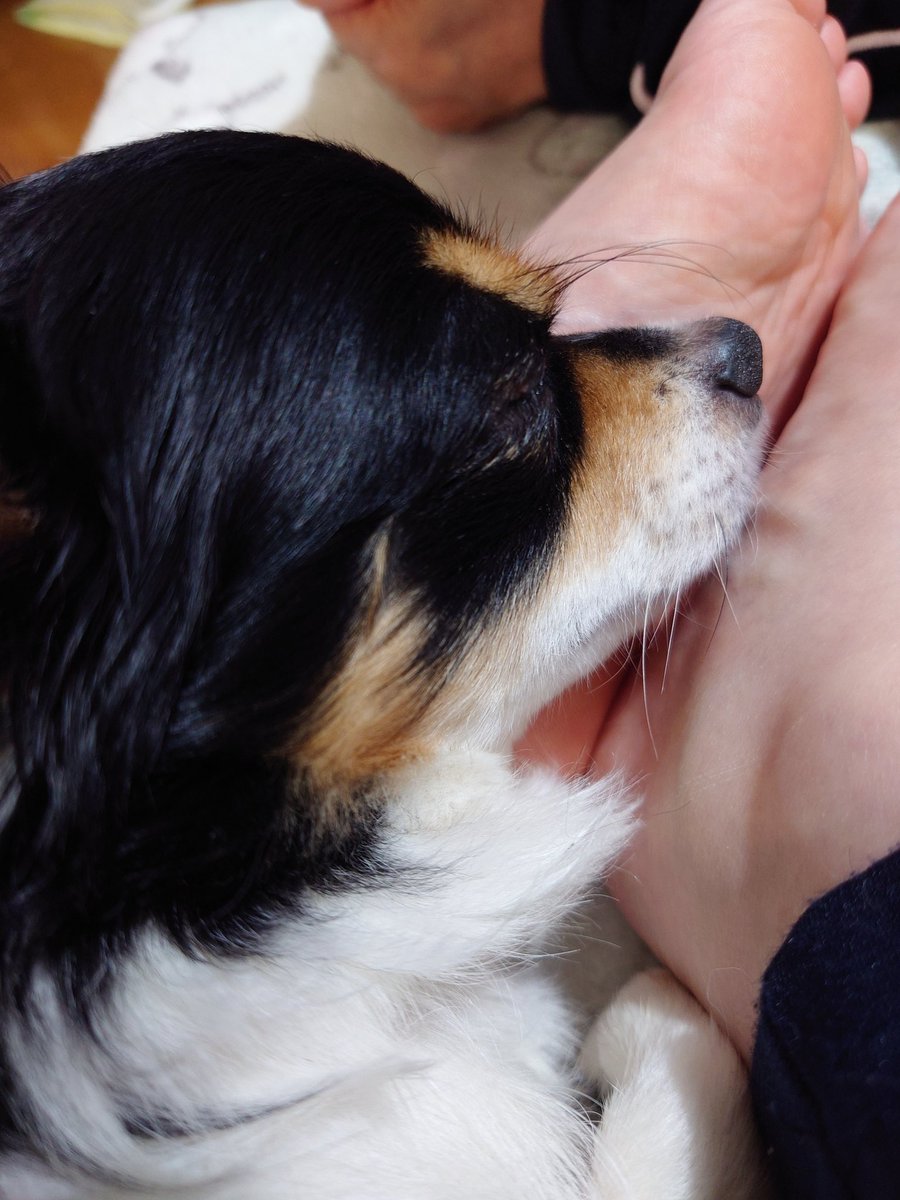 thi_tasu's tweet image. 寝た

#チワワ
#チワワと暮らす
#犬のいる暮らし