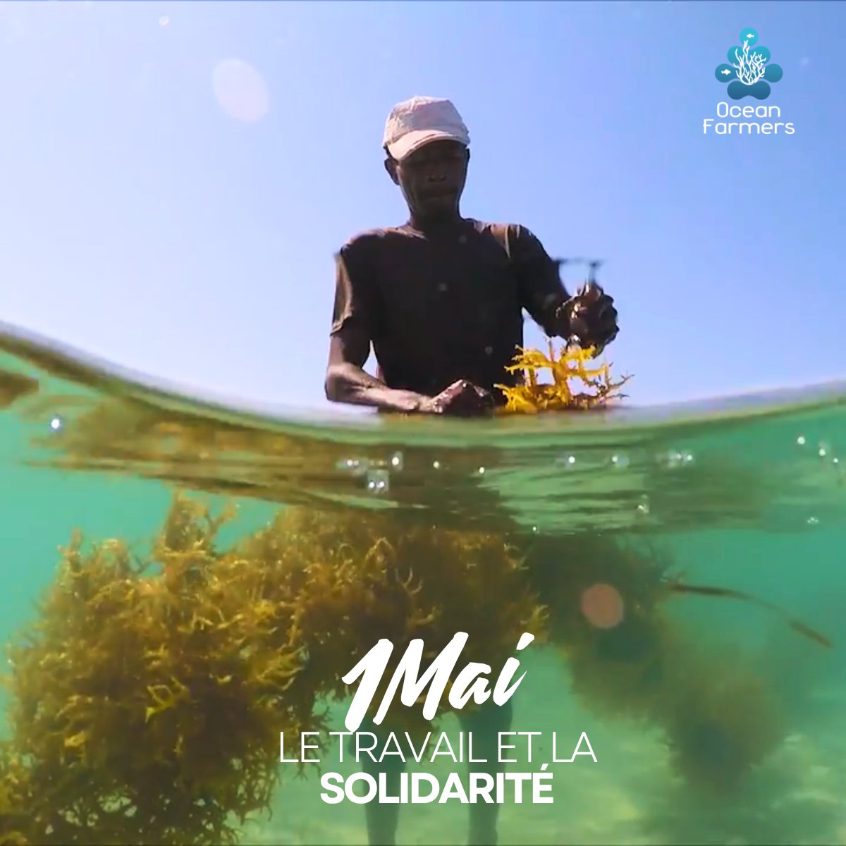 OceanFarmers's tweet photo. 🌊🌱 Fête du Travail : célébrer des emplois qui ont du sens

Aujourd’hui, célébrons celles et ceux qui travaillent chaque jour pour construire une économie bleue durable 💙

#FeteDuTravail #EconomieBleue #DeveloppementDurable #ImpactSocial #Madagascar #SeaweedRevolution https://t.co/IfFzMO1pbl
