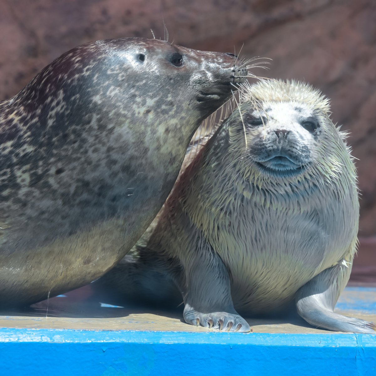 神戸どうぶつ王国行って、掛川花鳥園行って、沼津深海水族館行って