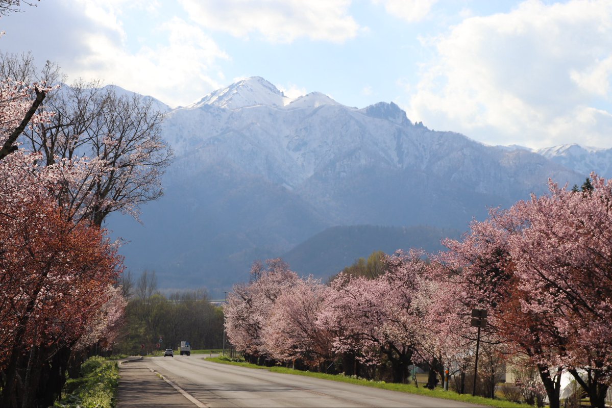 𓍯ハコベ⿻🍃 tweet media