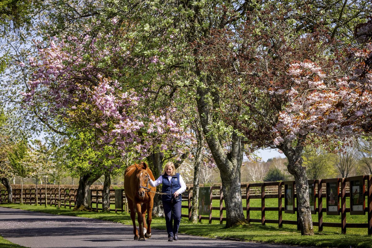 Irish National Stud tweet media