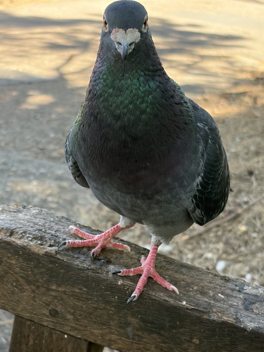 BromptonBunch's tweet image. Bubbles, elder statespigeon has arrived #Pigeons