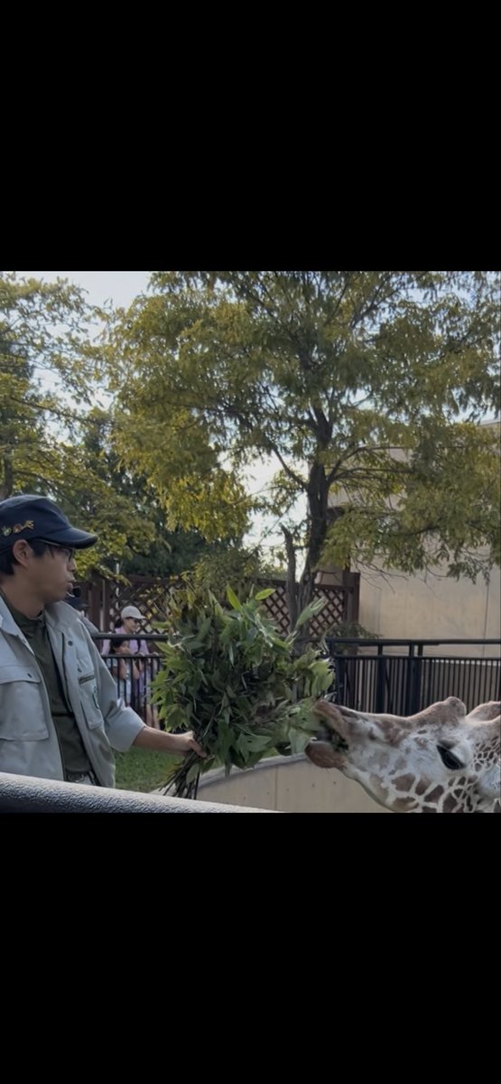 cheriko1663's tweet photo. 去年旭山動物園行ってキリンの解説聞いた時の動画見返したら飼育員さん、、似てる、、、(笑)正面とかすごく似てるの
もちろん🦒メインだからそんなちゃんと写ってないけど(これはスクショ)
違う人だったらご迷惑になっちゃうかな💦 https://t.co/M8dcSg3cWO
