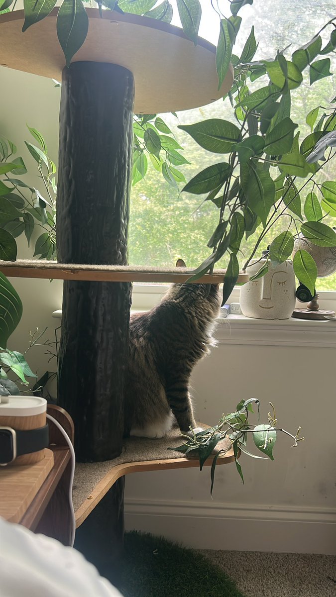 knivesevent's tweet image. got our cats this cat tree for free #yay