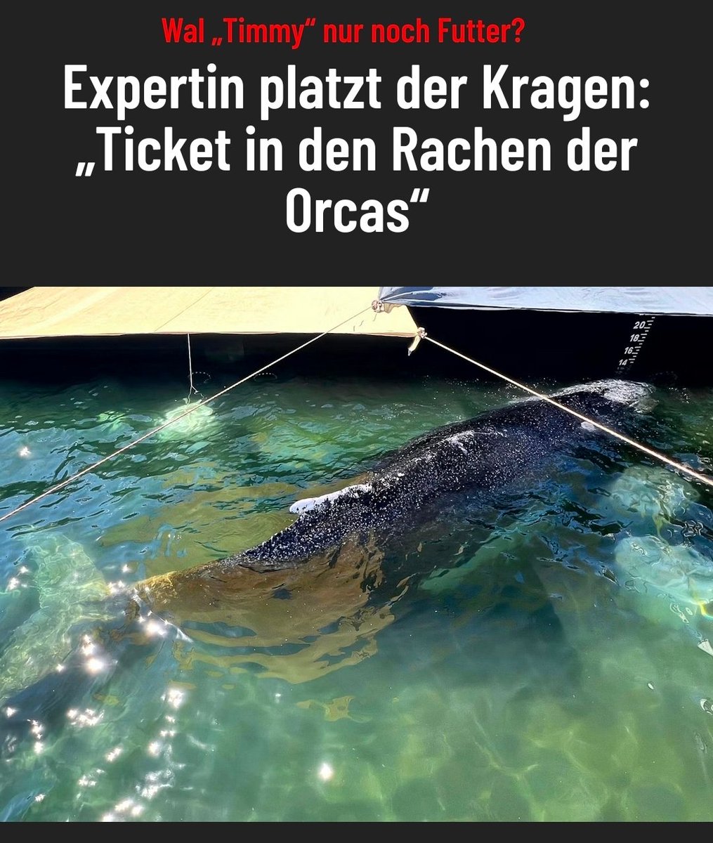 GeldherrinGerry's tweet image. Zufall? 
Heute findet die WALPURGISNACHT statt.

Wal = Timmy/Hope
Purgis = lat. "purgare": sühnen, auslöschen 
Nacht: dunkel, geheim

Von Anfang an geplant. Schlafschafe werden nie verstehen.

#Wal #Timmy #Hope #Ostsee