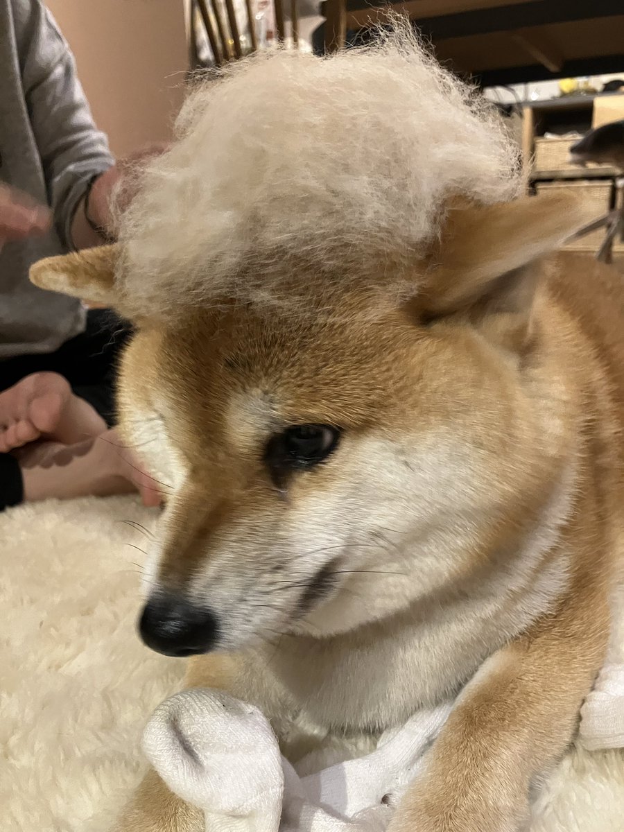 ⭐ゆずちゃん様オーダー(柴犬3段)＋2点♥️DIY♥️--167・173・176 あーちゃん 兄ちゃん帰ってきて嬉しいね(≧▽≦)☆