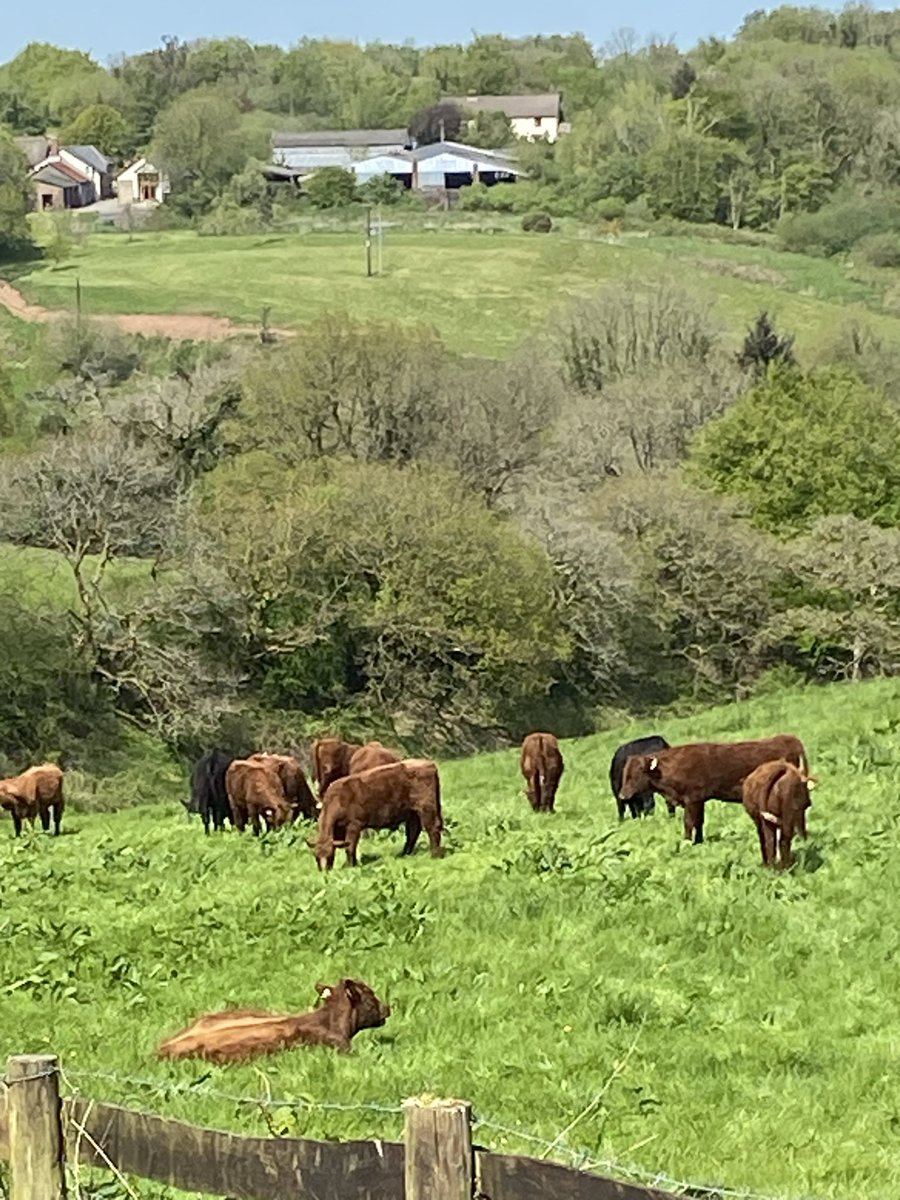 markdodsonchef's tweet photo. the neighbours are back! https://t.co/9kRATDTPgP