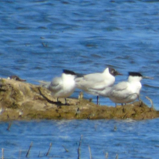 OareMarshes's tweet image. #MyPatch from the E hide today. 2 Sandwich Terns on the scrape. YellowWag, a superb summer plume Spotted Redshank feeding amongst Blackwits...my highlight. Fleeting glimpse of Bittern, + Greensand, Lapwings, RingedPlov....much more.
