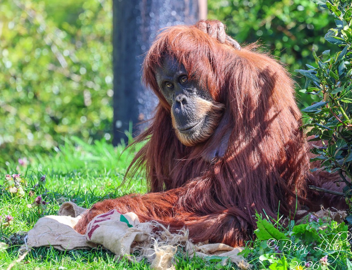 brglilly's tweet image. Sumatran Orangutan outside and on top of a pole @chesterzoo #orangutan #primates