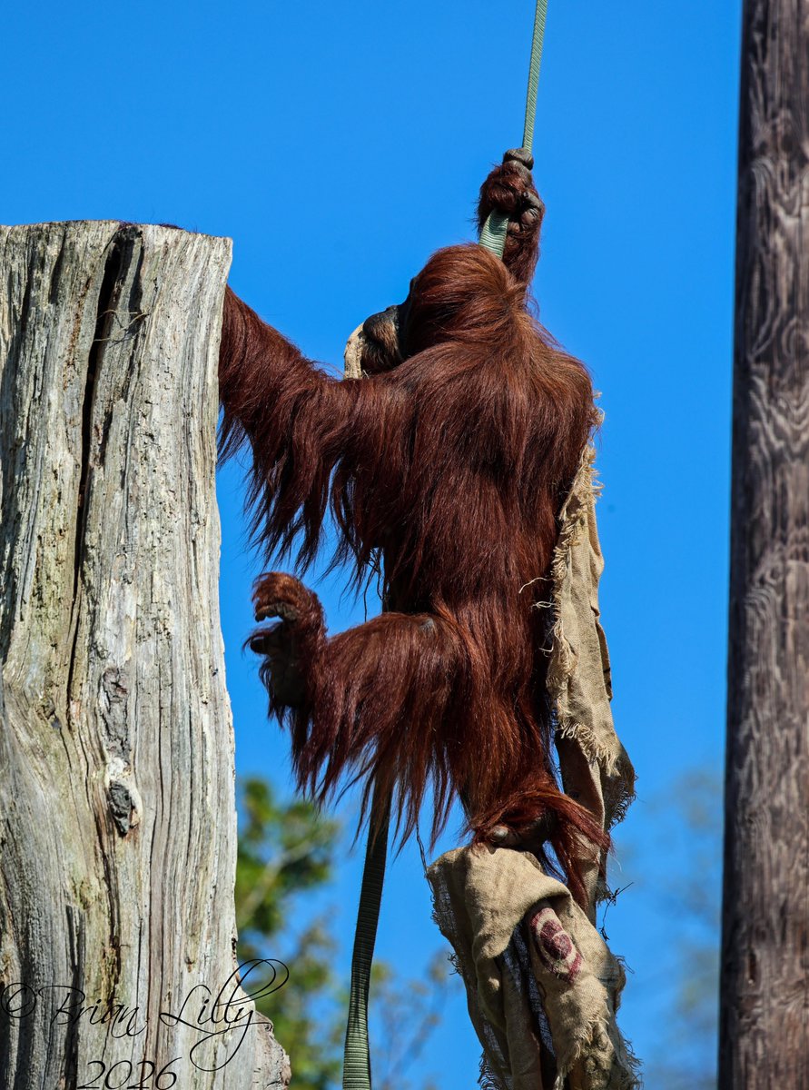 brglilly's tweet image. Sumatran Orangutan outside and on top of a pole @chesterzoo #orangutan #primates