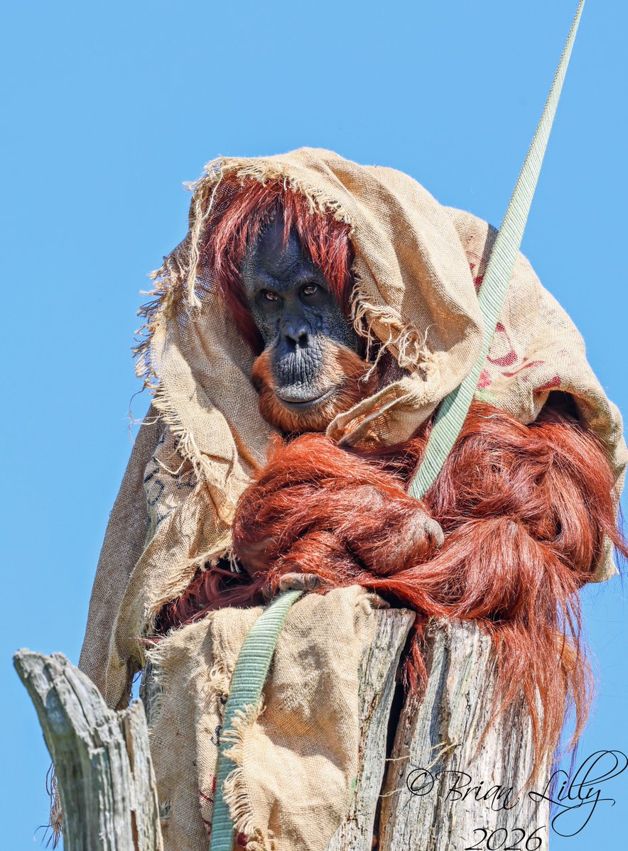 brglilly's tweet image. Sumatran Orangutan outside and on top of a pole @chesterzoo #orangutan #primates