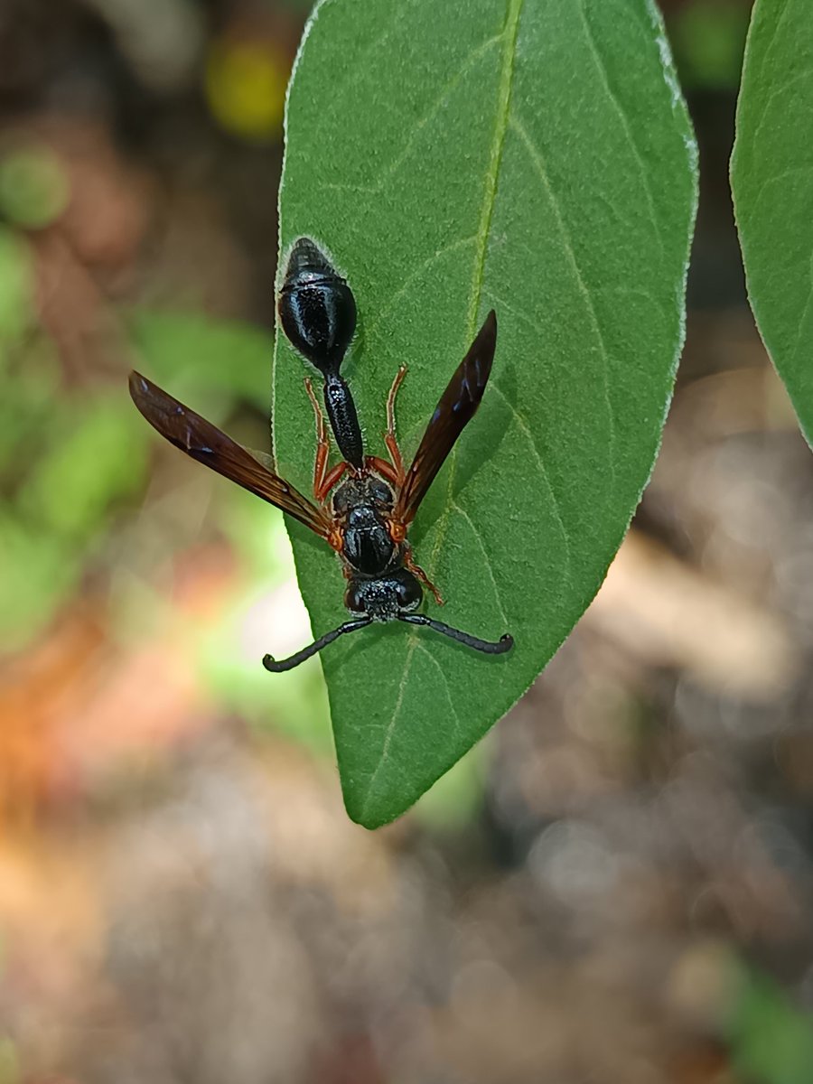 niileshraichura's tweet image. It’s #InsectThursday
Any insect photos to share?
