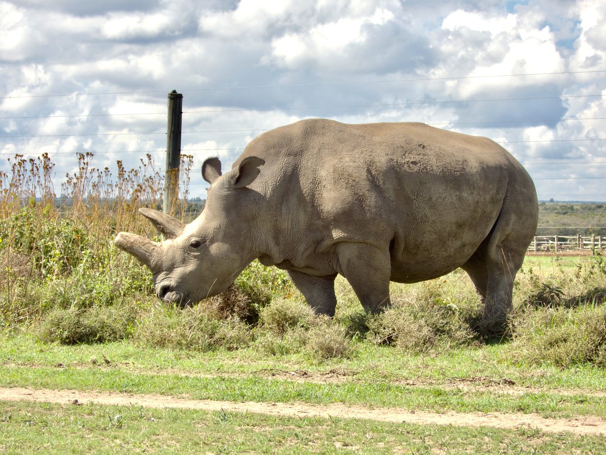 Helping Rhinos 🦏 tweet media
