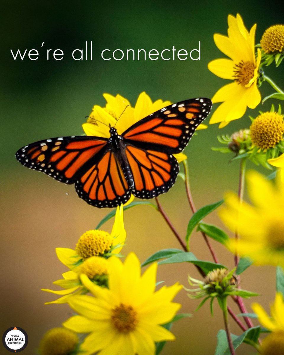 World Animal Protection US tweet media