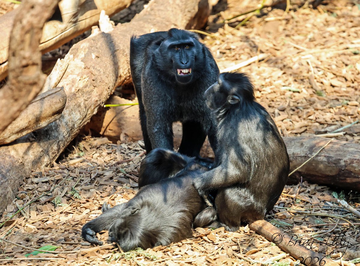 brglilly's tweet image. Sulawesi crested black macaques 1 of 2 @chesterzoo #macaque #macacanigra #primates