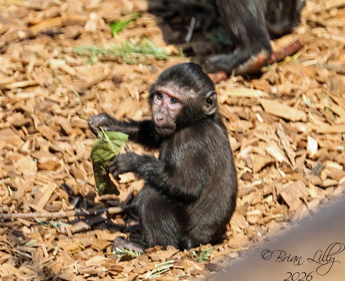brglilly's tweet image. Sulawesi crested black macaques 1 of 2 @chesterzoo #macaque #macacanigra #primates