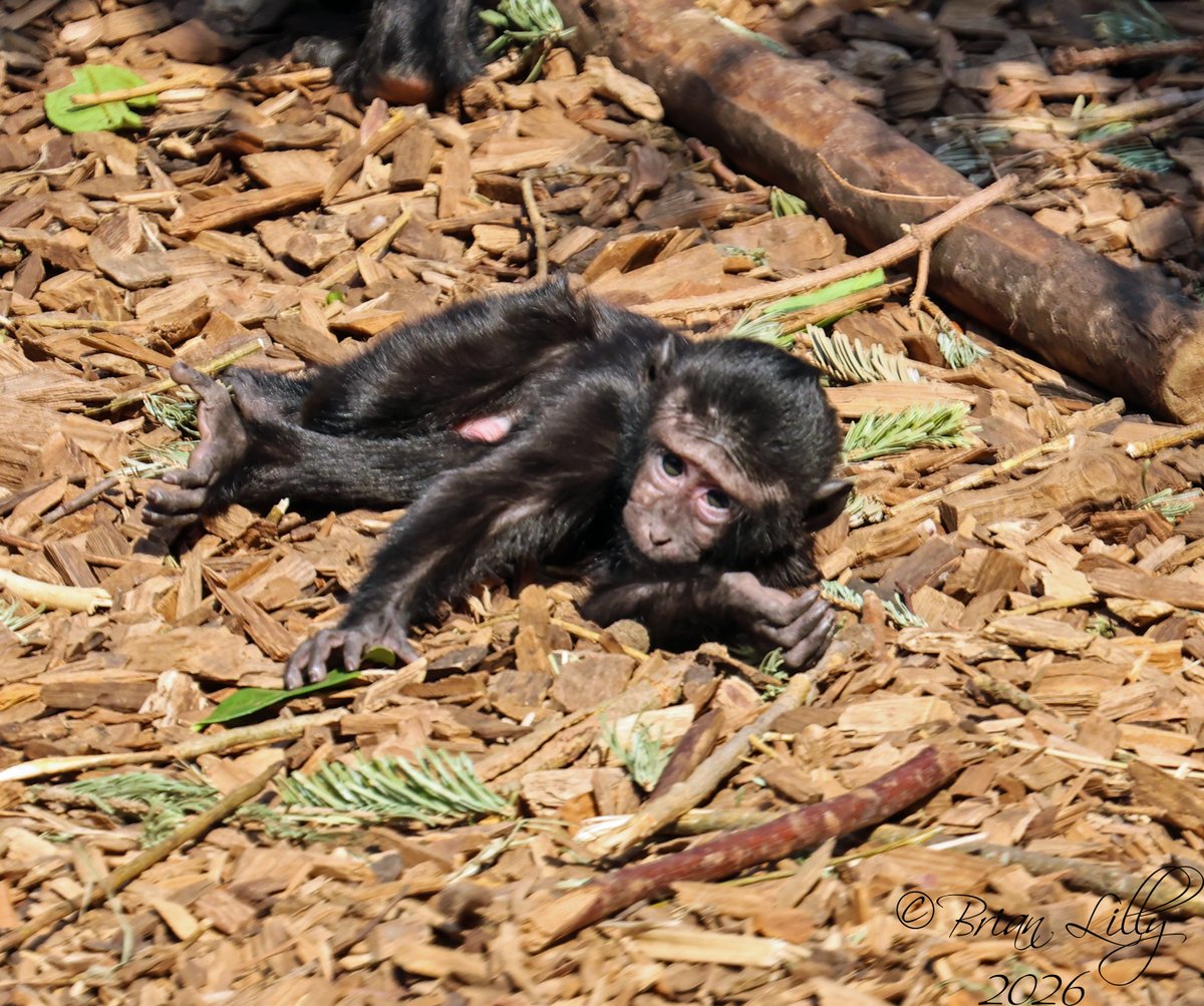 brglilly's tweet image. Sulawesi crested black macaques 2 of 2 @chesterzoo #macaque #macacanigra #primates