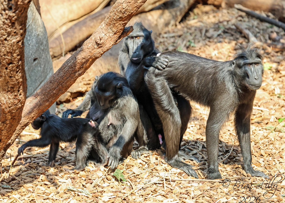 brglilly's tweet image. Sulawesi crested black macaques 2 of 2 @chesterzoo #macaque #macacanigra #primates
