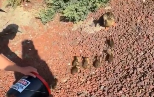 Megavision_ve's tweet photo. RESCATAN PATITOS ATRAPADOS EN CALIFORNIA

En un acto de gran humanidad y precisión, el Departamento de Bomberos de Murrieta, California, logró rescatar a un grupo de patitos recién nacidos que h...

https://t.co/vzMZ9uqP4a

#Noticias https://t.co/26YthPtkhQ