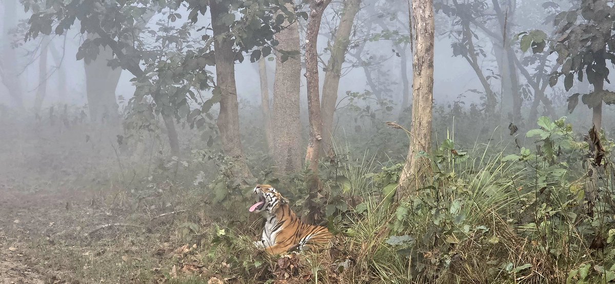 What a stupendous postcard from forest of terai on a foggy February morning. The tigress sleeping on a grassy mat overnight wakes up with a deep yawn, as chirpping of birds &amp; sunlight gradually makes way. This is magical terai !
<a href="/DudhwaTR/">Dudhwa Tiger Reserve</a> 
<a href="/rameshpandeyifs/">Ramesh Pandey</a>